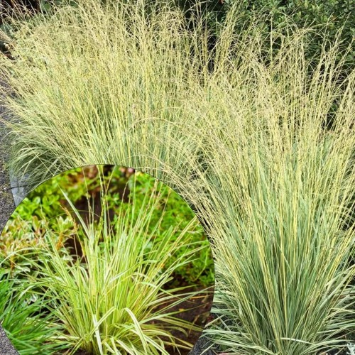 Molinia caerulea 'Variegata' - Harilik sinihelmikas 'Variegata' P13/1L